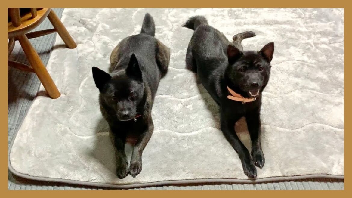 【甲斐犬】寒がりワンコに人生初のホットカーペットを敷いてあげたら大喜びで可愛すぎました…！