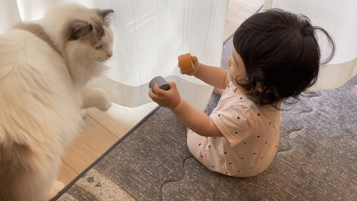 赤ちゃんの積み木自慢に付き合う猫が可愛かった…笑【ラグドール】