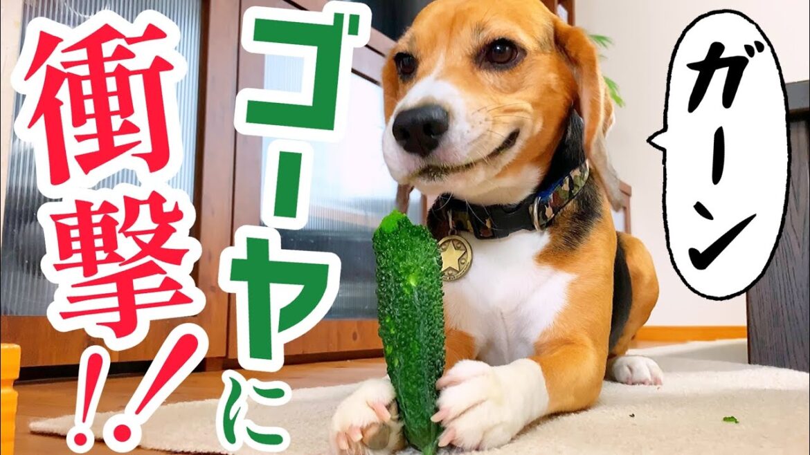 ビーグル犬 ゴーヤで仰天！