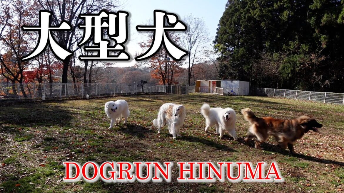 大型犬：・ボルゾイ・グレートピレニーズ・レオンベルガー のドッグラン風景