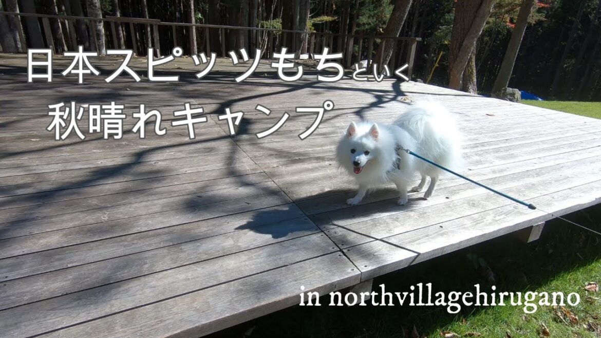 秋晴れキャンプwith日本スピッツもち