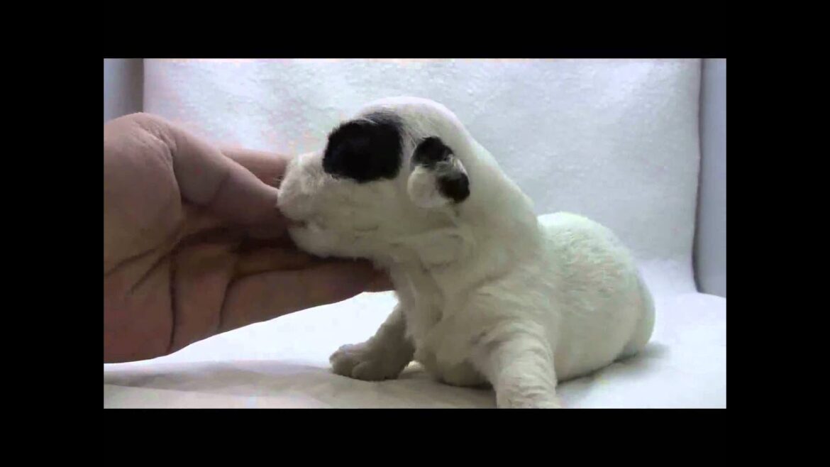 シーリハムテリアの子犬