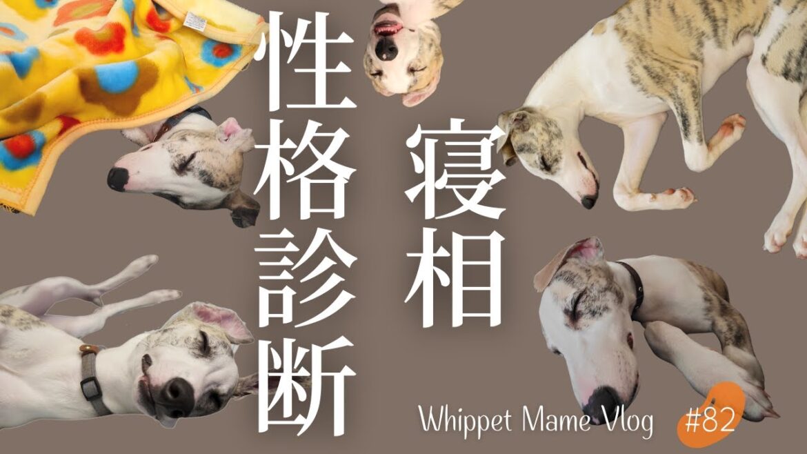 愛犬の性格を寝相で診断してみたら腑に落ち過ぎました！　＃82