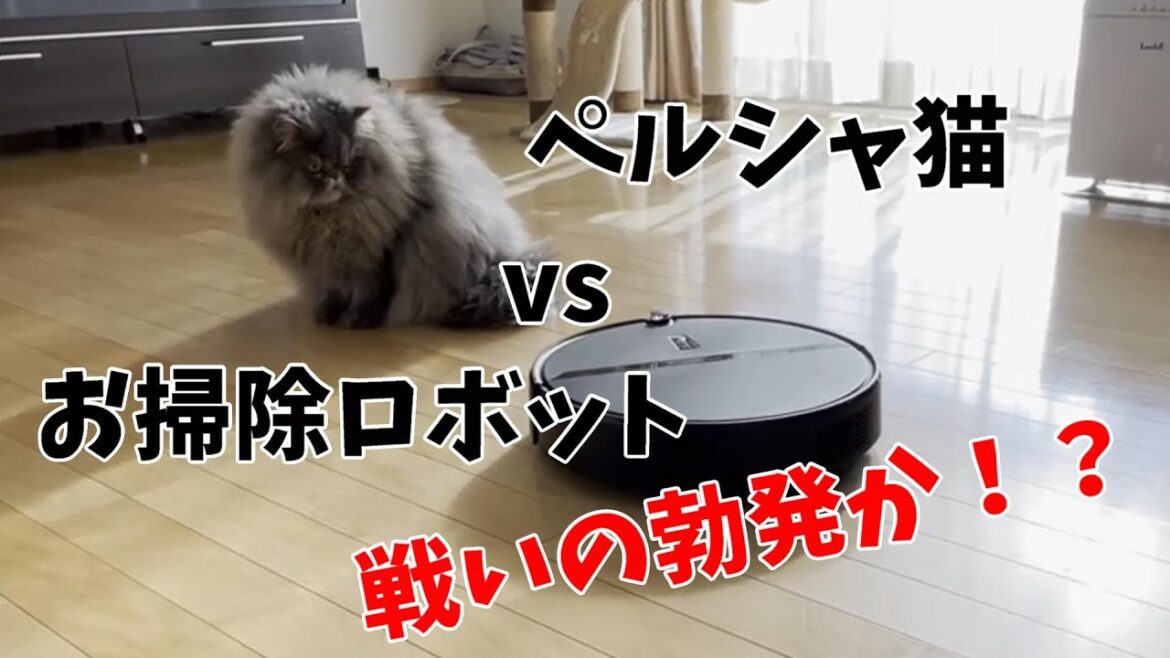 初めてのお掃除ロボットにビビりまくるネコ【ペルシャ猫】