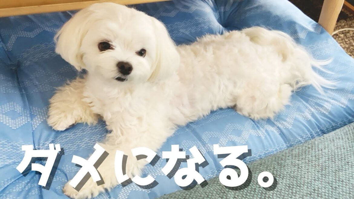 ニトリのNクールベッドでうちの犬がダメになってしまいました【マルチーズ】