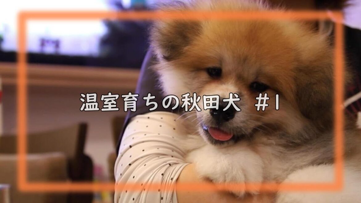 秋田犬の子犬が我が家にやってきたので、ずっと室内で飼ってみます。