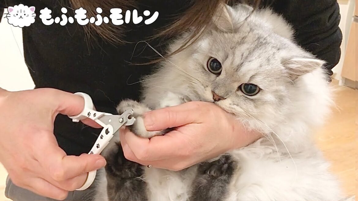 子猫が爪切りで暴れるので毎回大変です【サイベリアン】