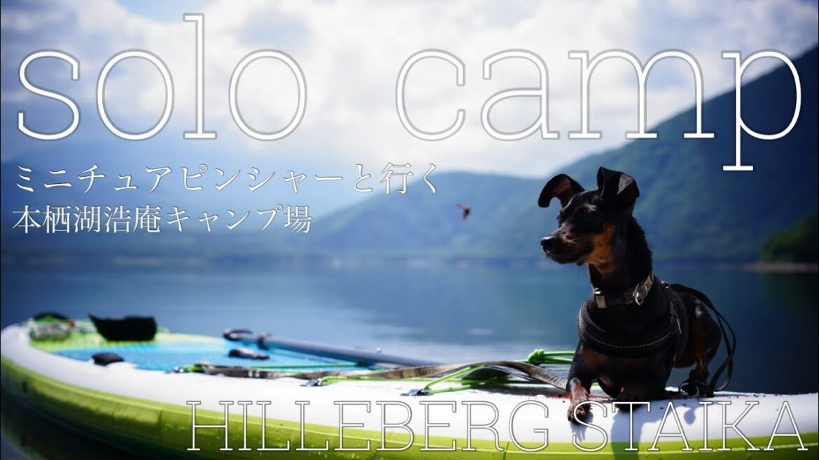 ミニチュアピンシャーと行くキャンプ【本栖湖浩庵キャンプ場】【犬キャンプ】【ミニピン】　#キャンプ#ソロキャンプ #camping