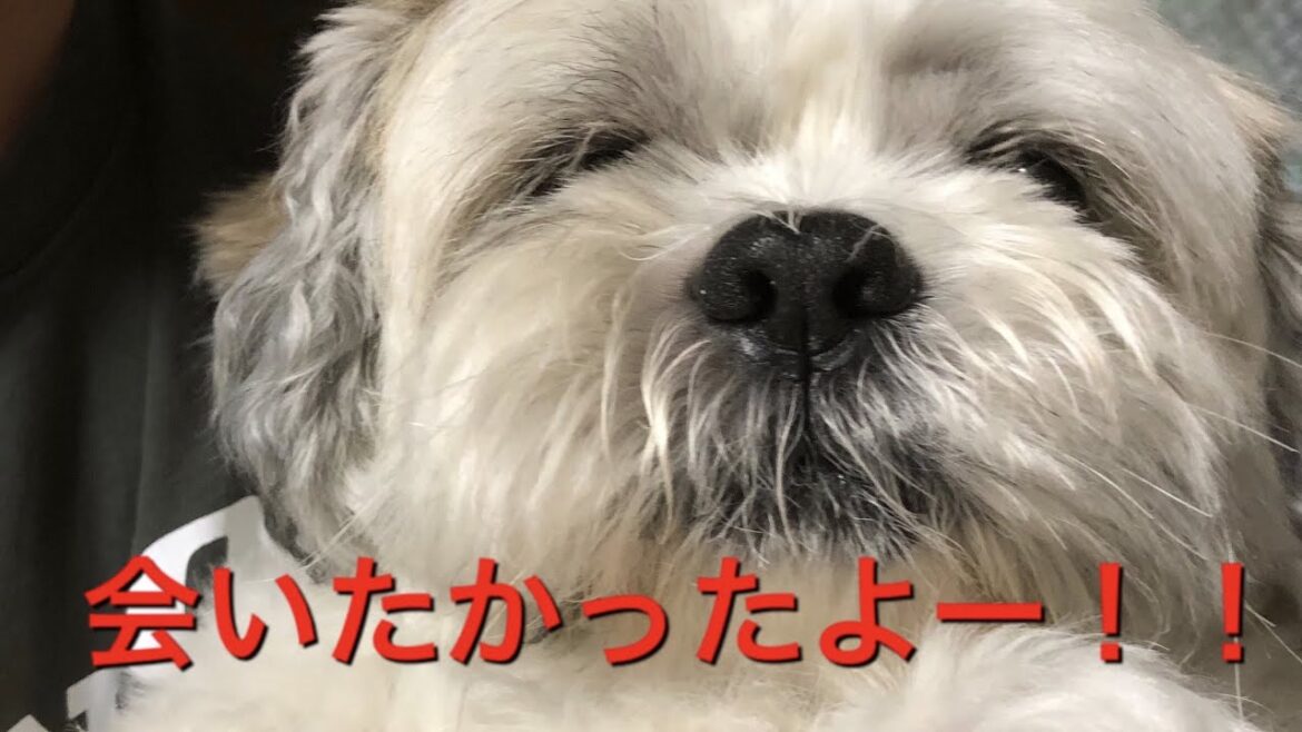 半年ぶりの再会に大興奮するリッキー!!! Lhasa Apso Pleased to see you again!!!