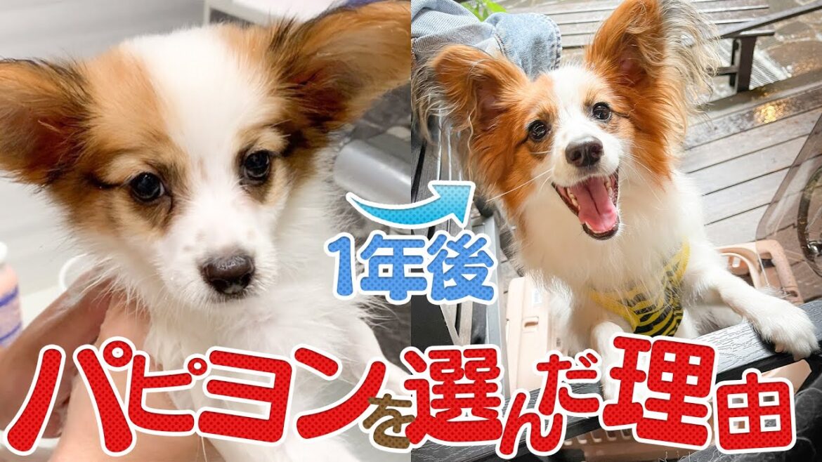 【犬飼いたい人向け】パピヨンを選んだ理由はこれが決め手でした！