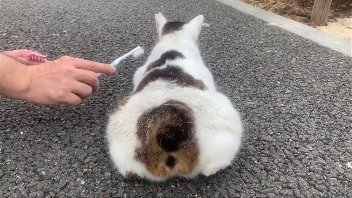 歯ブラシでブラッシングした時の猫の尻尾の動きが可愛すぎるw