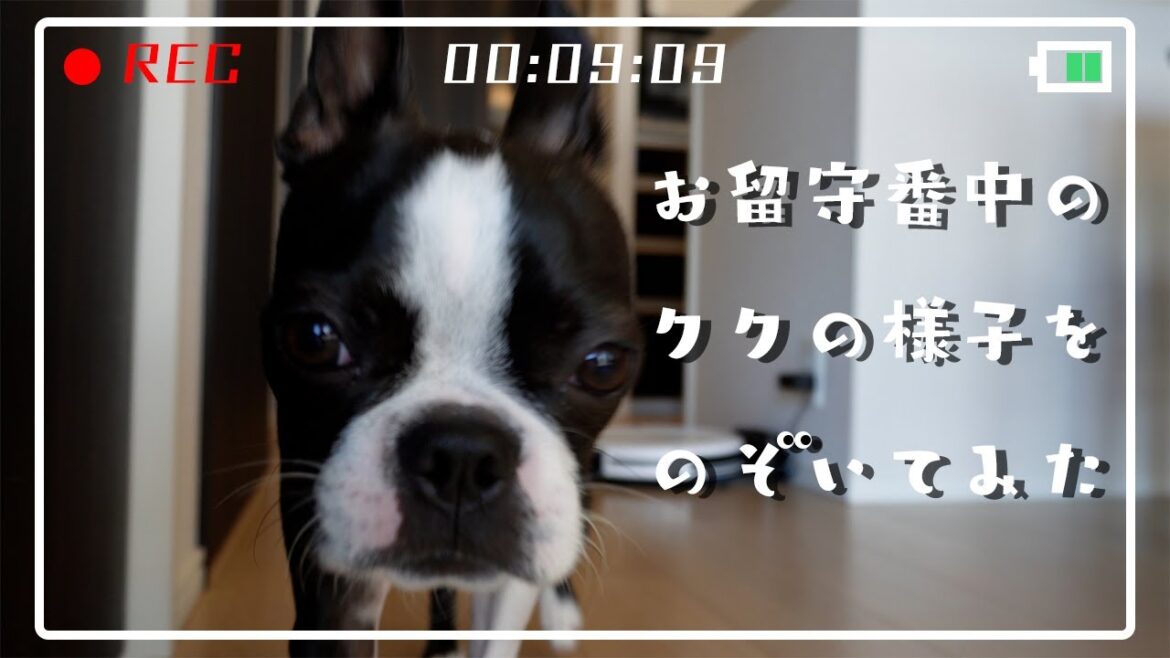 【ボストンテリア】お留守番中のククの様子をのぞいてみた