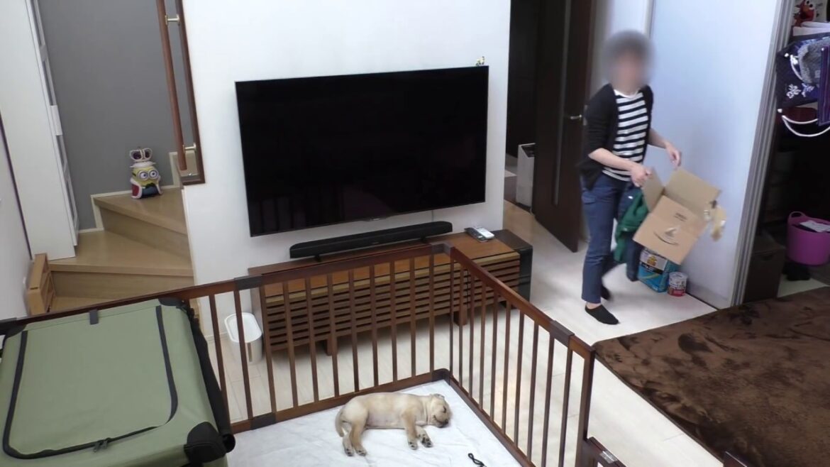 家に帰ってきたら ラブラドールの子犬が寝ていた /  生後49日 Labrador retriever チャピーの成長日記 #02