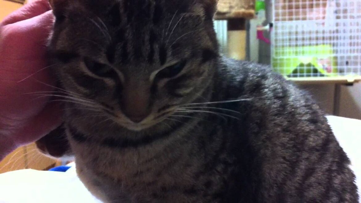 2012年☆初オシキャット