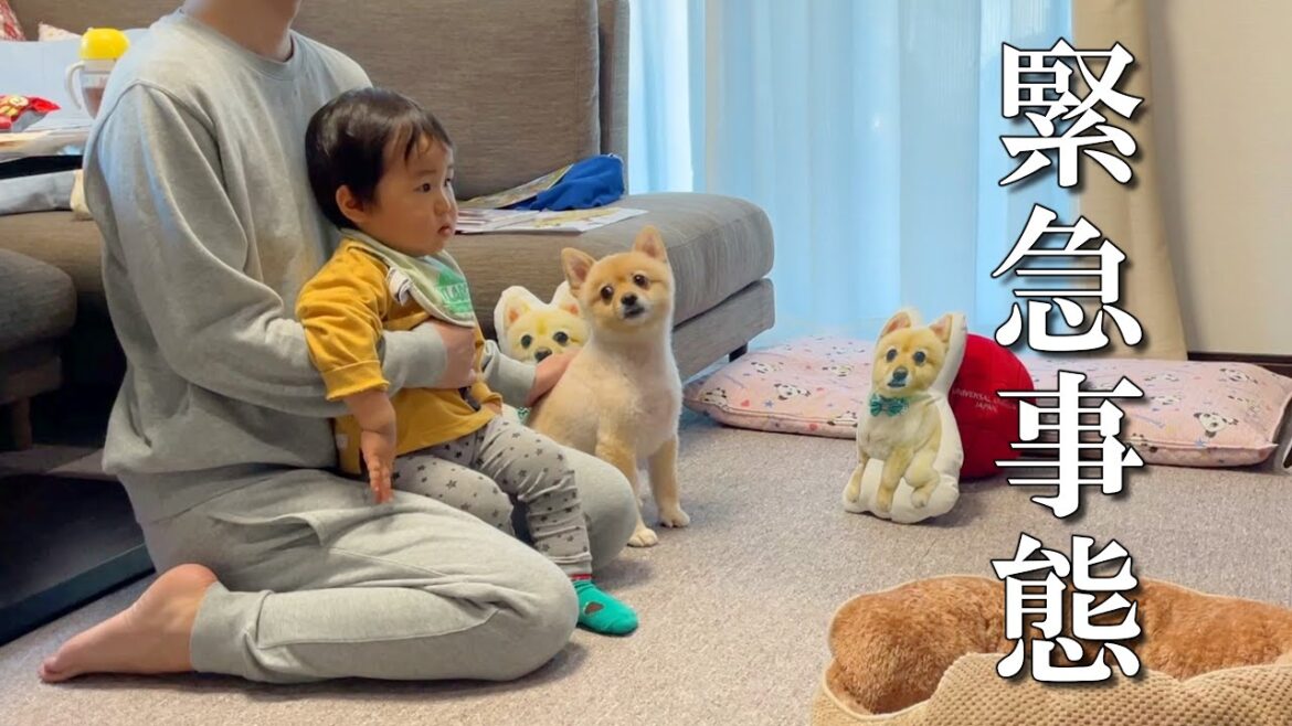 【緊急事態】ママが急用で外出…赤ちゃんと愛犬3人でお留守番することになりました…