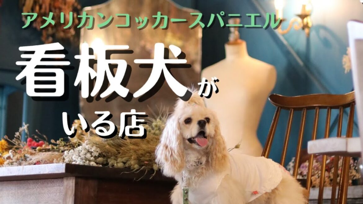 アメリカンコッカースパニエル 子犬 * 店主さんのDIY・素敵カフェで、可愛いアメコカちゃんと出会った♪ アメリカンコッカースパニエル 子犬 * 店主さんのDIY・素敵カフェで、可愛いアメコカちゃんと出会った♪