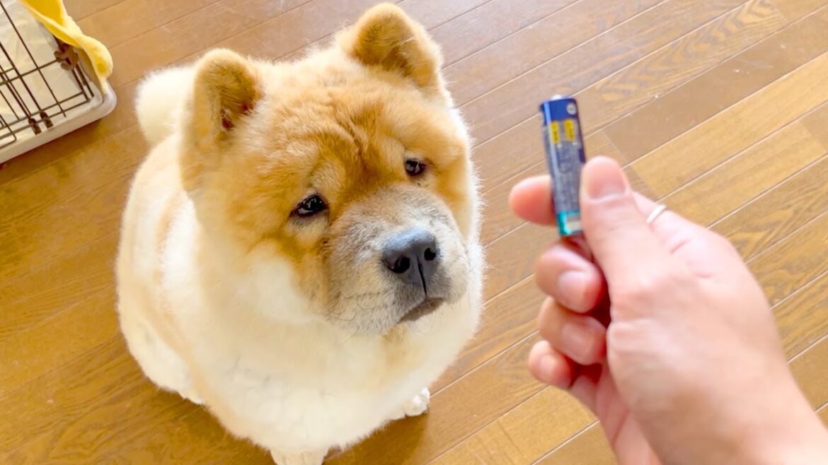 手に持ってるものは何でもおやつかと期待しちゃうチャウチャウ犬がかわいい