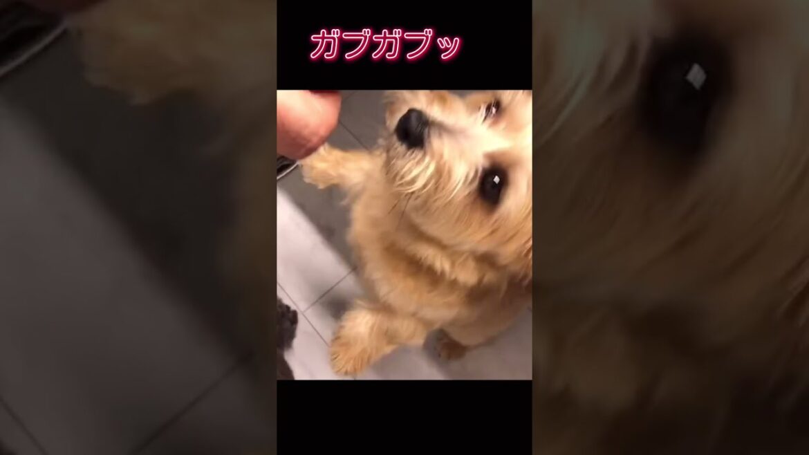 愛犬たちに松坂牛をあげてみた こすまつの日常 #shorts 愛犬たちに松坂牛をあげてみた こすまつの日常 #shorts