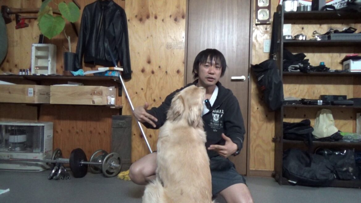 基本的な犬の叱り方：ゴールデンはこれだけでも十分だと思う