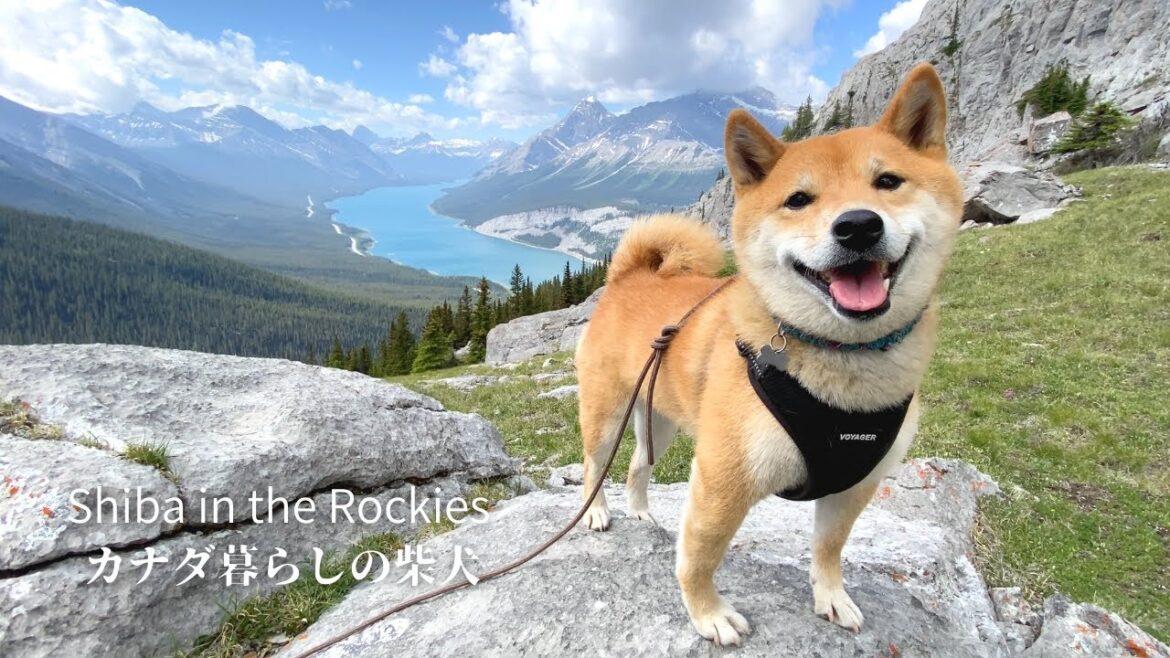 カナダの山を愛してやまない柴犬と二人だけの絶景の展望地へ!【4K】 カナダの山を愛してやまない柴犬と二人だけの絶景の展望地へ!【4K】