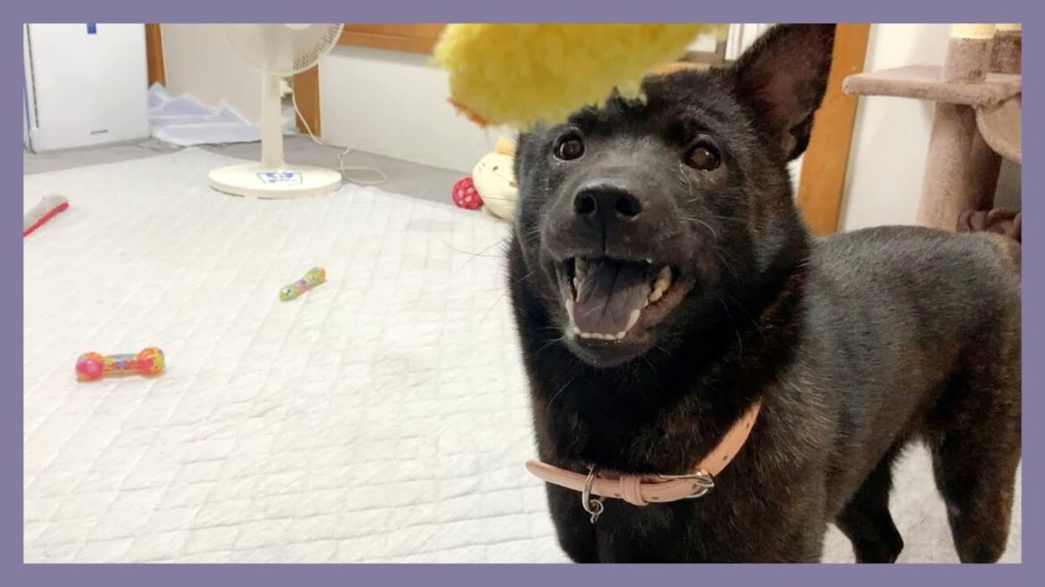 【甲斐犬】しっかりフェイントに引っかかるおてんば子犬が可愛すぎる〜！