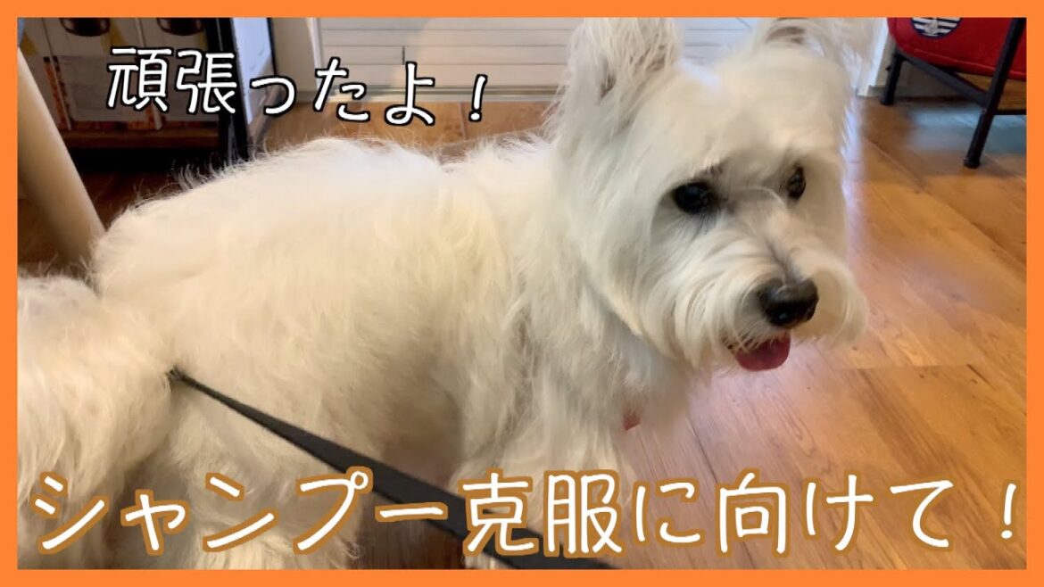 トリミング！ウエスト・ハイランド・ホワイト・テリア「シシーちゃん」ご来店♪