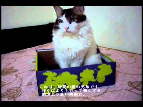 励まし”とのメッセージ 日本猫 – Message of encouragement to Japanese Cats 励まし"とのメッセージ 日本猫 - Message of encouragement to Japanese Cats