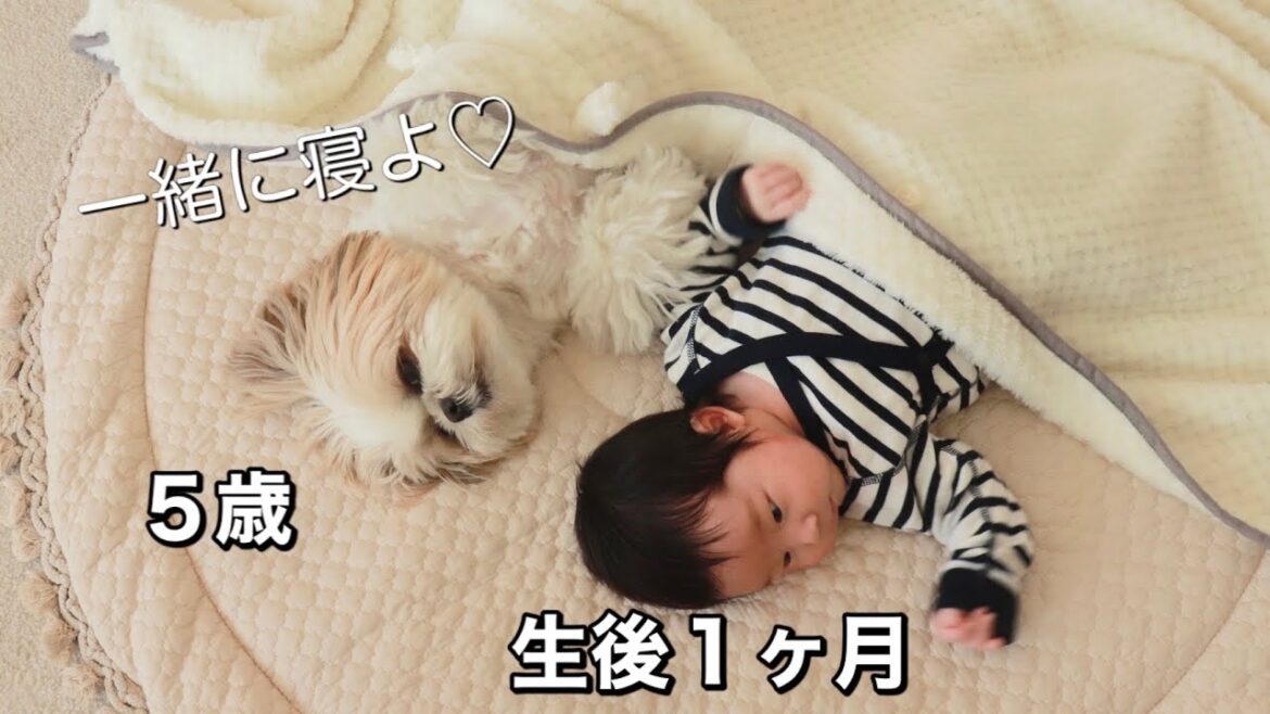 【シーズー犬/はに丸】愛犬と赤ちゃんが1ヶ月暮らしたらこうなりましたwww / 成長日記 / Video of watching Shih Tzu and her baby grow up.