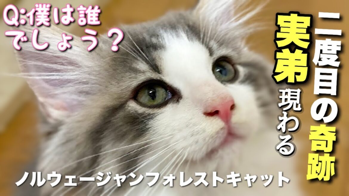【ノルウェージャンフォレストキャットの魅力】そっくりです。奇跡だ〜★実の弟と遭遇2度目❗️嬉しい報告