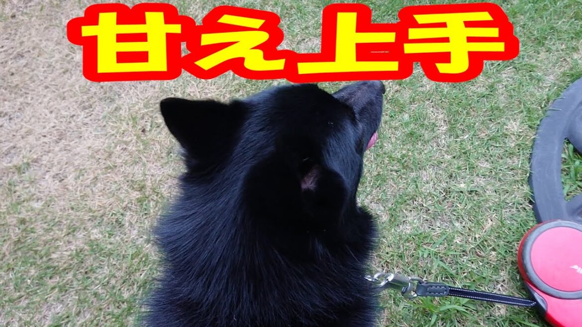 実家で甘えまくるクーさん【スキッパーキ クー】