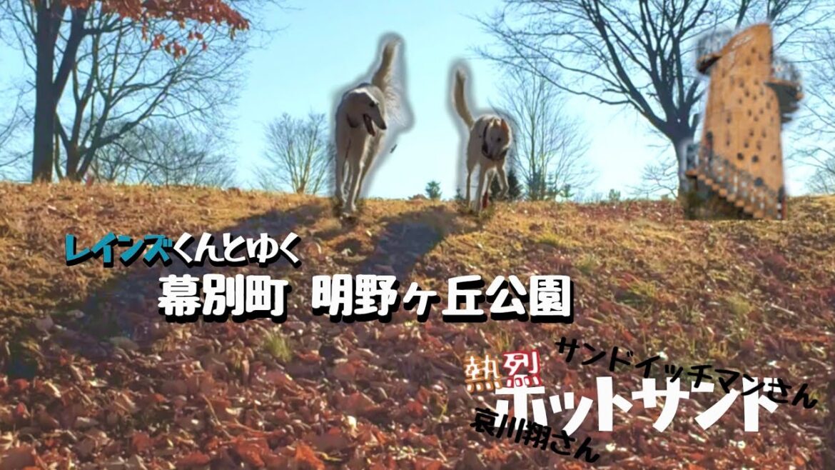 熱烈ホットサンドに出てたので、超大型犬ボルゾイと行ってきたけど、、、【ボルゾイ犬のソーン】