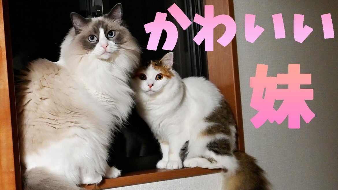無邪気なサイベリアンは今日もメインクーンとラグドールにかわいがられています