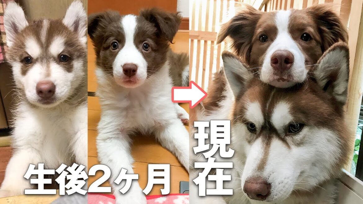 【幼馴染み】仲良しなシベリアンハスキーとボーダーコリーの子犬から成犬までの記録 / Adult dog from siberian husky and border collie puppy