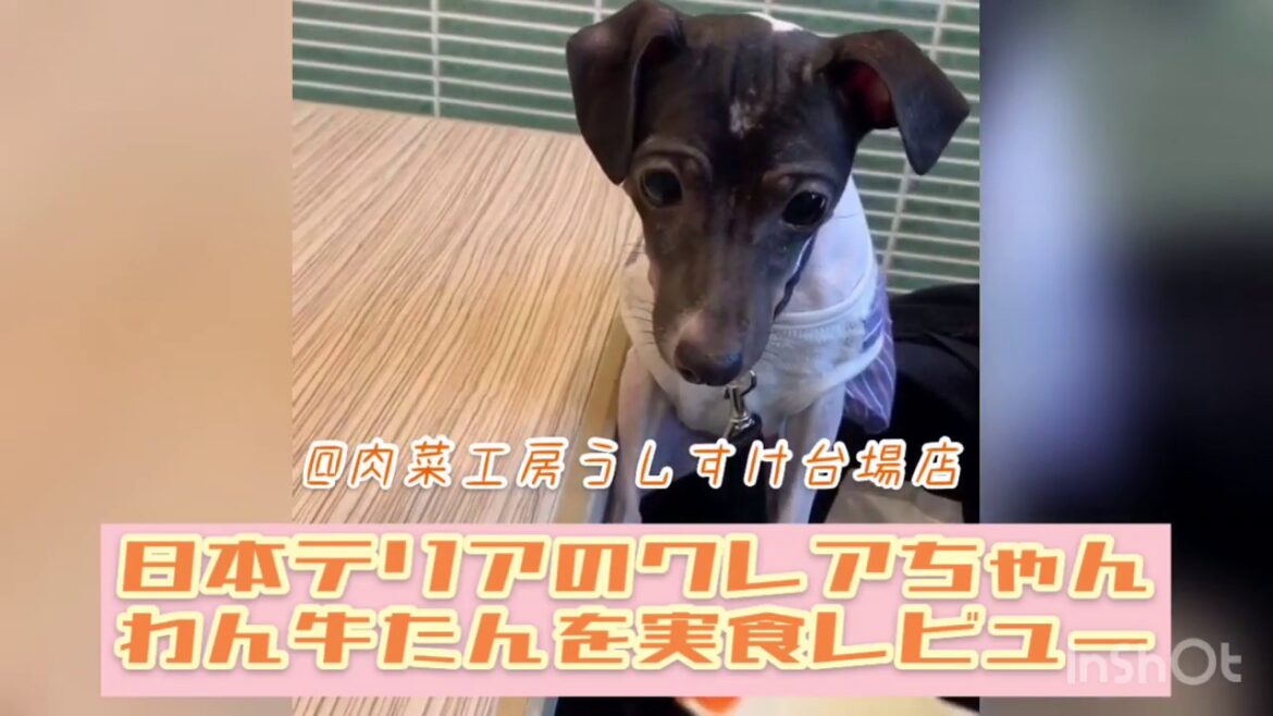 【うしすけ実食レポート】日本テリアのクレアちゃんin台場