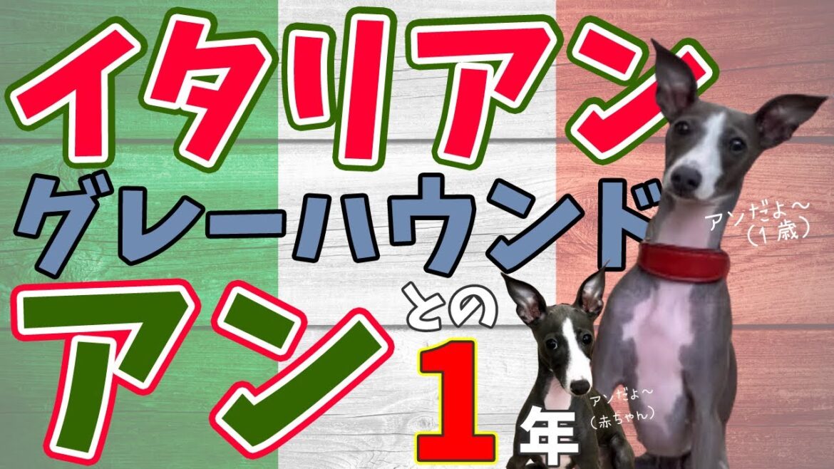 犬のしつけ教室に1年間通うと、イタリアングレーハウンドはどうなるか？イタグレの子犬だったアンの卒業発表会☆