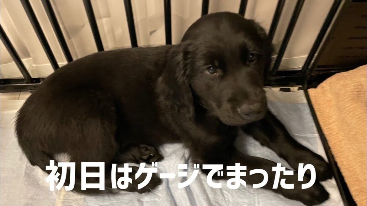 自分のハウスは気に入ったかな？【ゴールデンレトリバー✖️フラットコーテッドレトリバー】