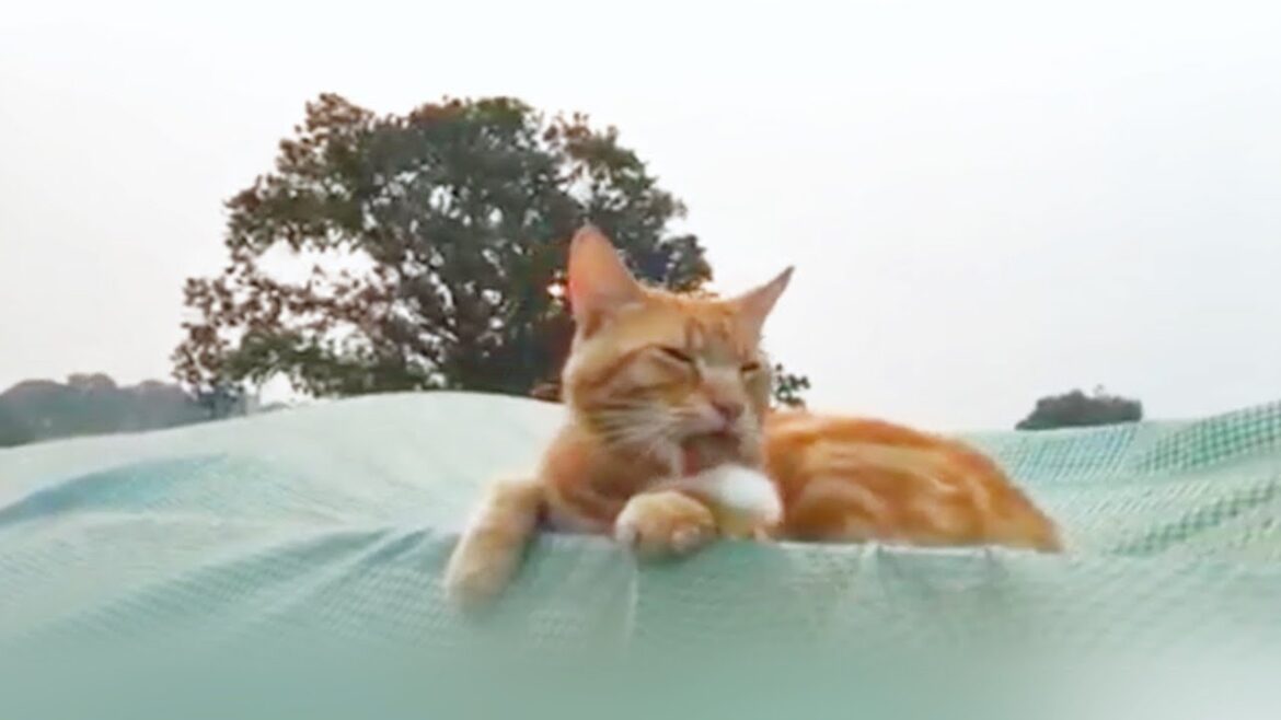 ペットカフェまったりモーニングライブ☕️ライブ訪問者様のリスト＆リンク有り😸Pets Cafe Morning Live Stream