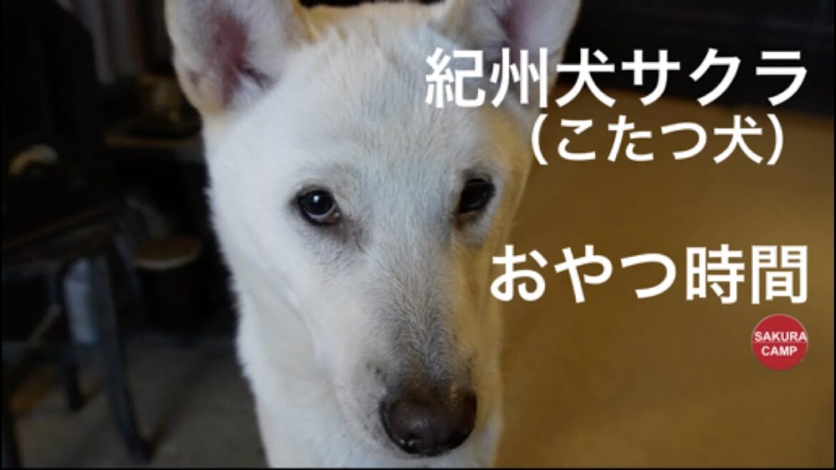 【犬と暮らす】紀州犬サクラ（こたつ犬）おやつ時間