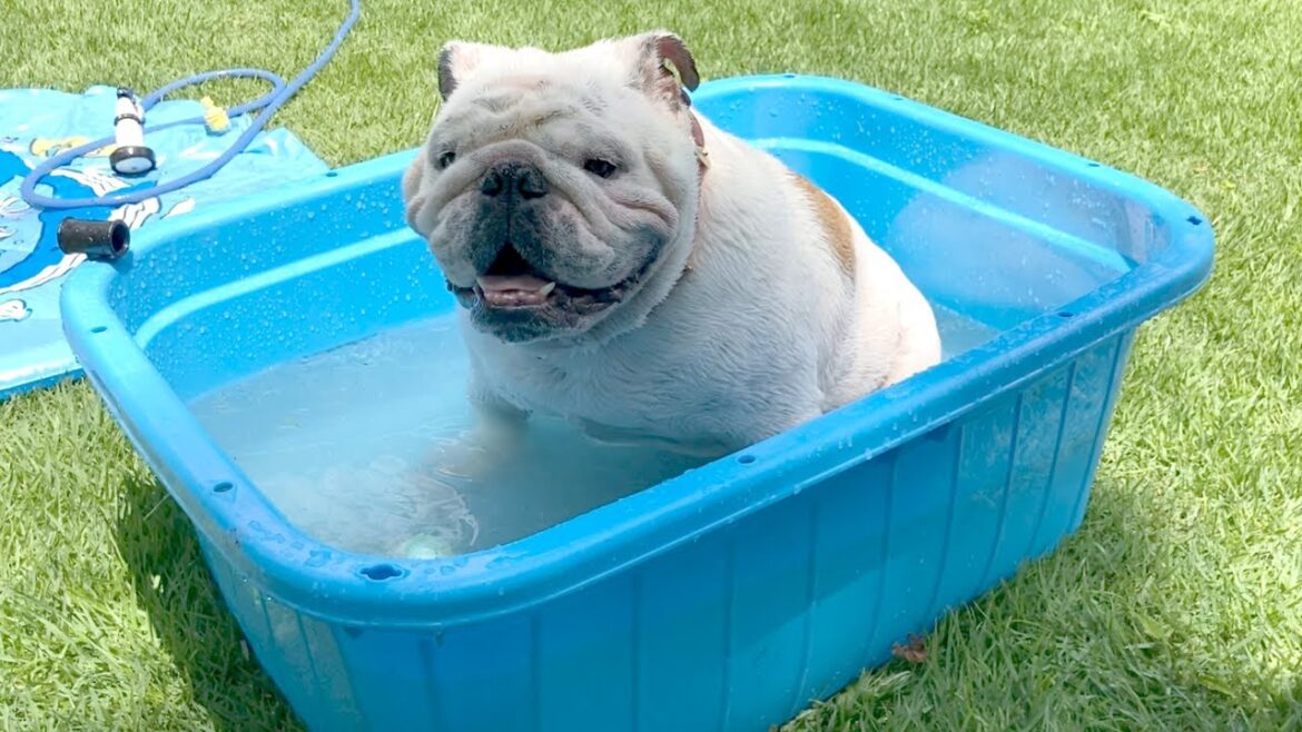 夏だ！プールだ！ブルドッグのゼウス初めての水遊び♪♪