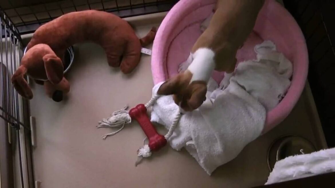 バセンジーの子犬は用心深い　Basenji puppy is alert