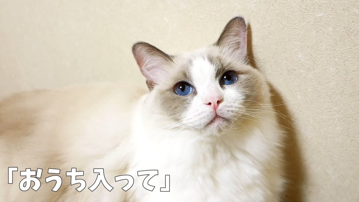 犬のような性格の猫・ラグドールは「おうち入って」と言うとケージに入ってくれる