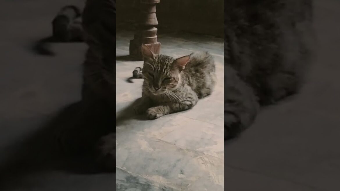 Cat Vs Brown cat
