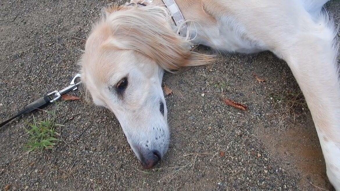 サルーキ　れぴ！神社や子になっちゃうよ♪（Saluki)