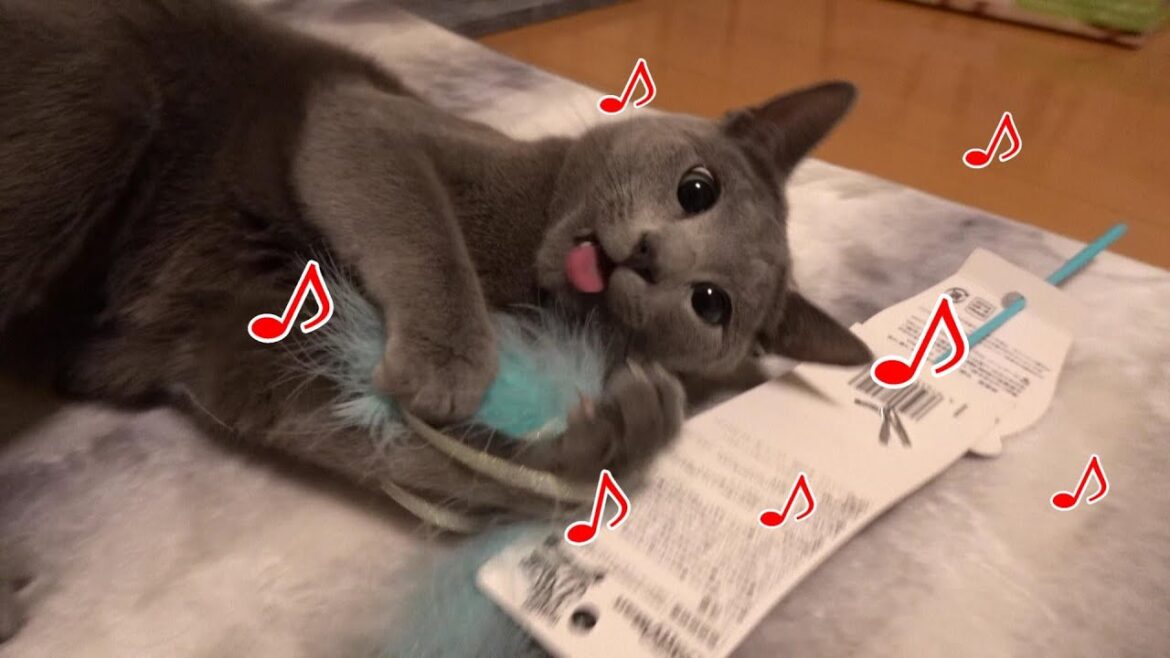 おしゃべりが止まらない猫ちゃん【ロシアンブルー】は愛娘からの誕プレが嬉し過ぎて止まらない♪