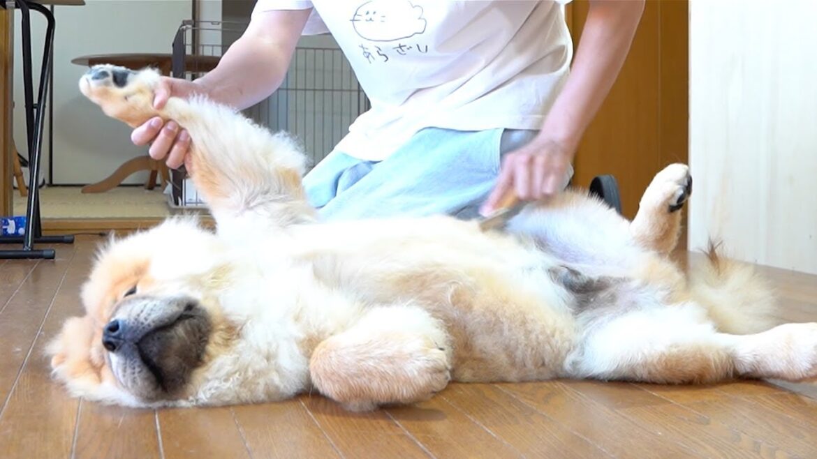 無抵抗なチャウチャウ犬のブラッシング風景