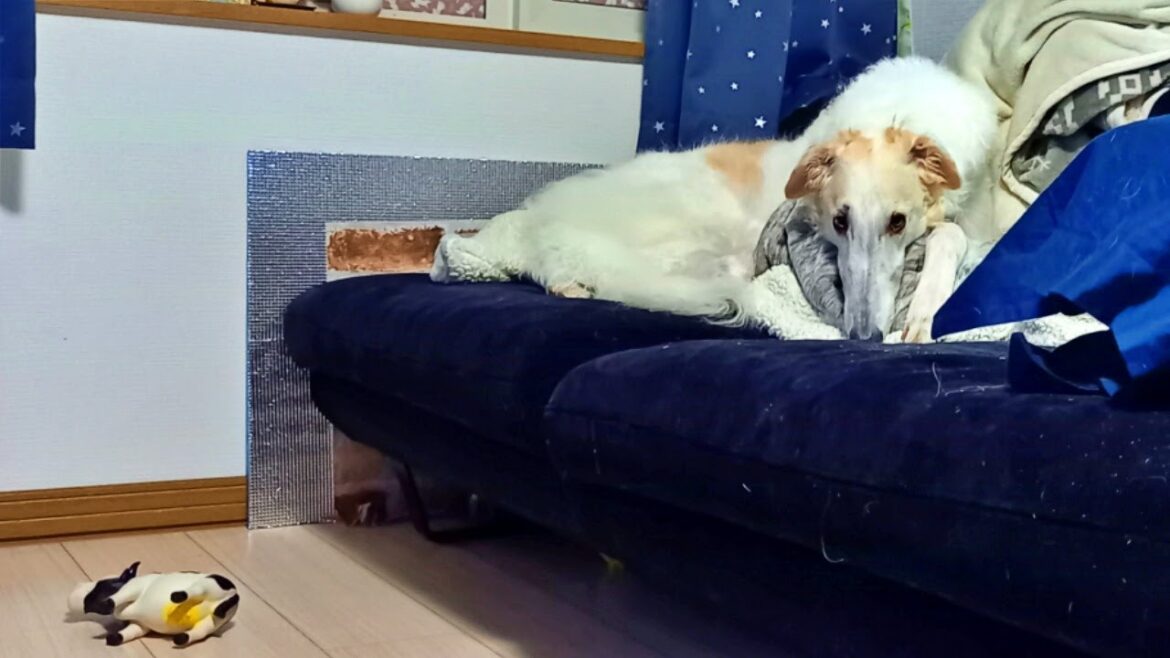 大型犬ボルゾイがフェイントにかかり困惑 大型犬ボルゾイがフェイントにかかり困惑