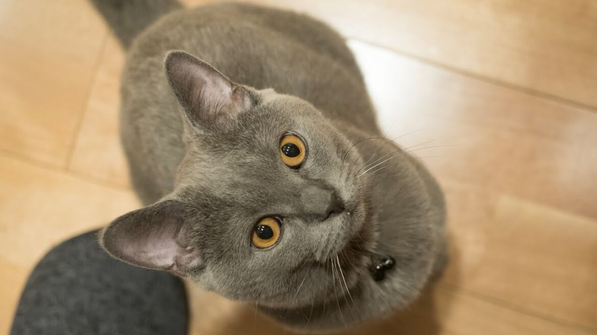 【犬の様に賢い！】 人懐っこくて可愛いシャルトリューとおもちゃ遊び [Cat playing like a dog] Cute chartreux and toy play