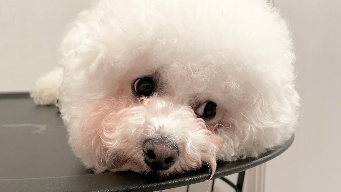 すぐ拗ねるビションフリーゼ犬