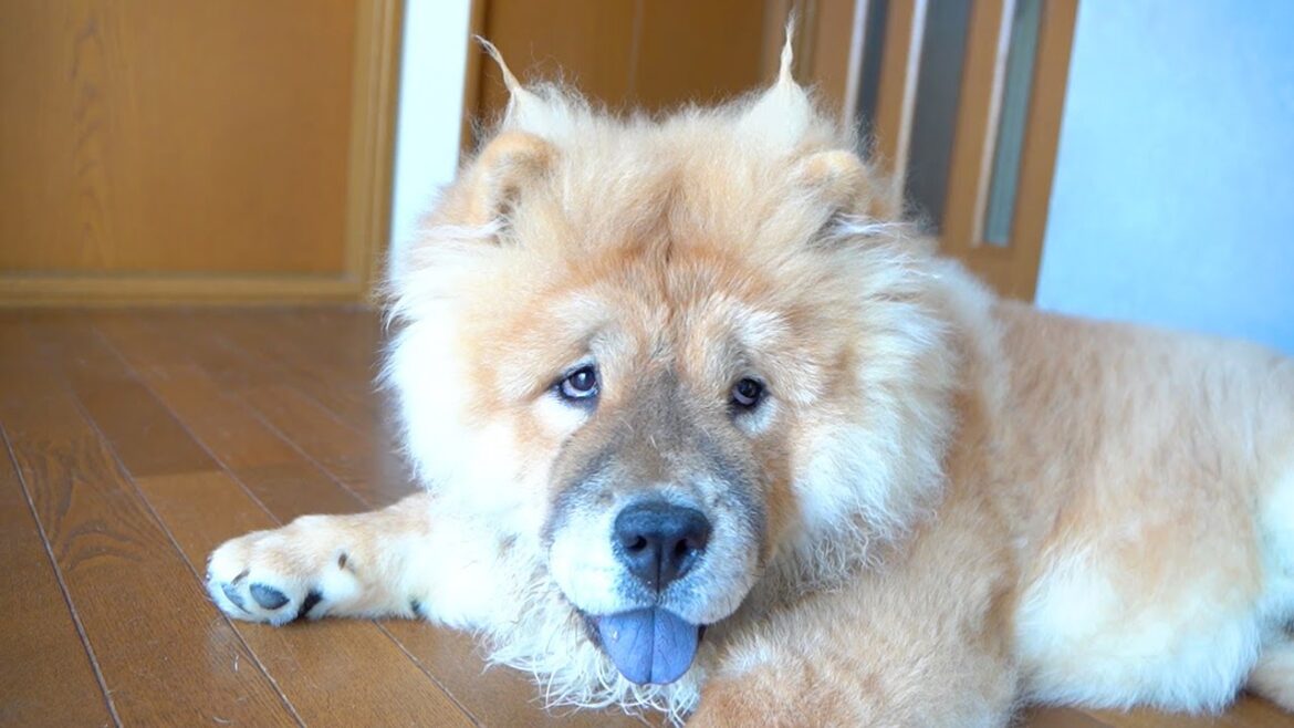 イタズラをされても動じないチャウチャウ犬