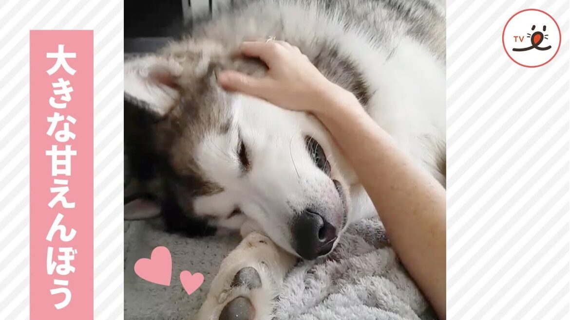 大きくても甘えたいのです! 飼い主さんにベタベタなマラミュートがカワイイ♡【PECO TV】 大きくても甘えたいのです! 飼い主さんにベタベタなマラミュートがカワイイ♡【PECO TV】